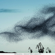Illustration for article titled Photographer transforms plastic bags into beautiful bird flocks